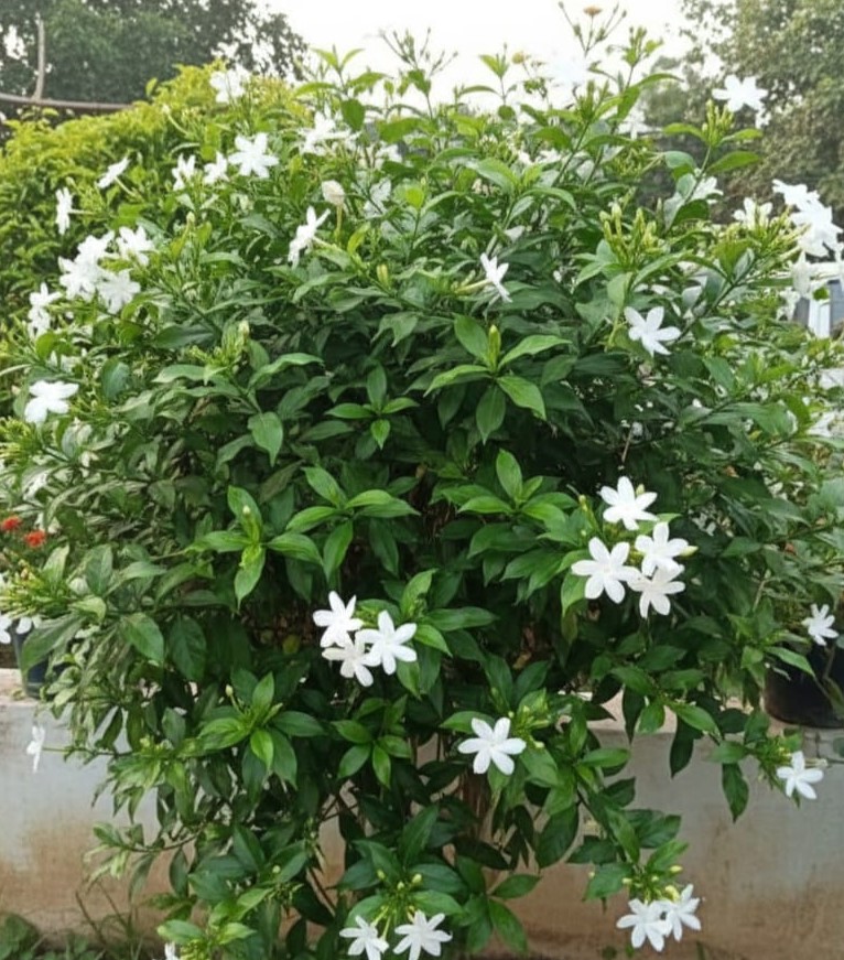 WhatsApp Image 2025-11-21 at 4.37.38 PM (1)